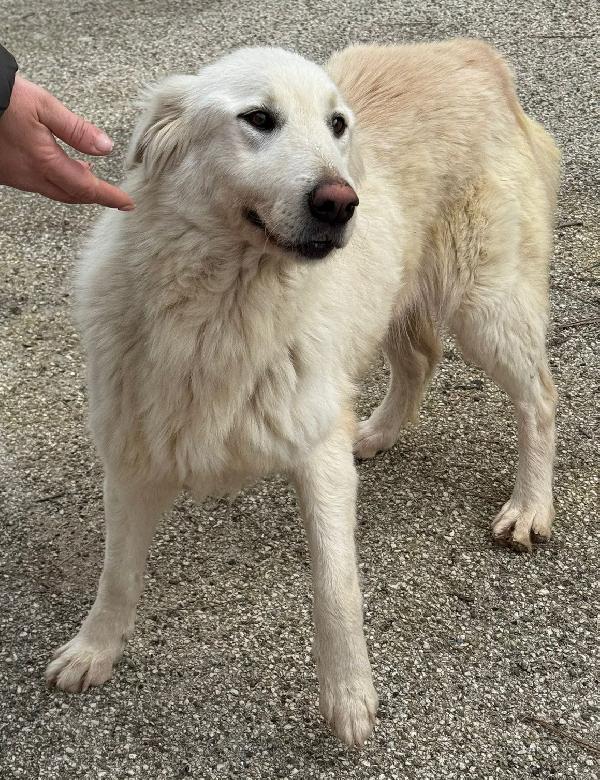 WHISKY e BIANCA, due cani bellissimi ma sfortunati Foto 2